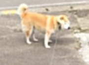 爱游戏-布雷默，橙衣军团的隐形引擎—解析荷兰力克伊朗背后的攻防统治力