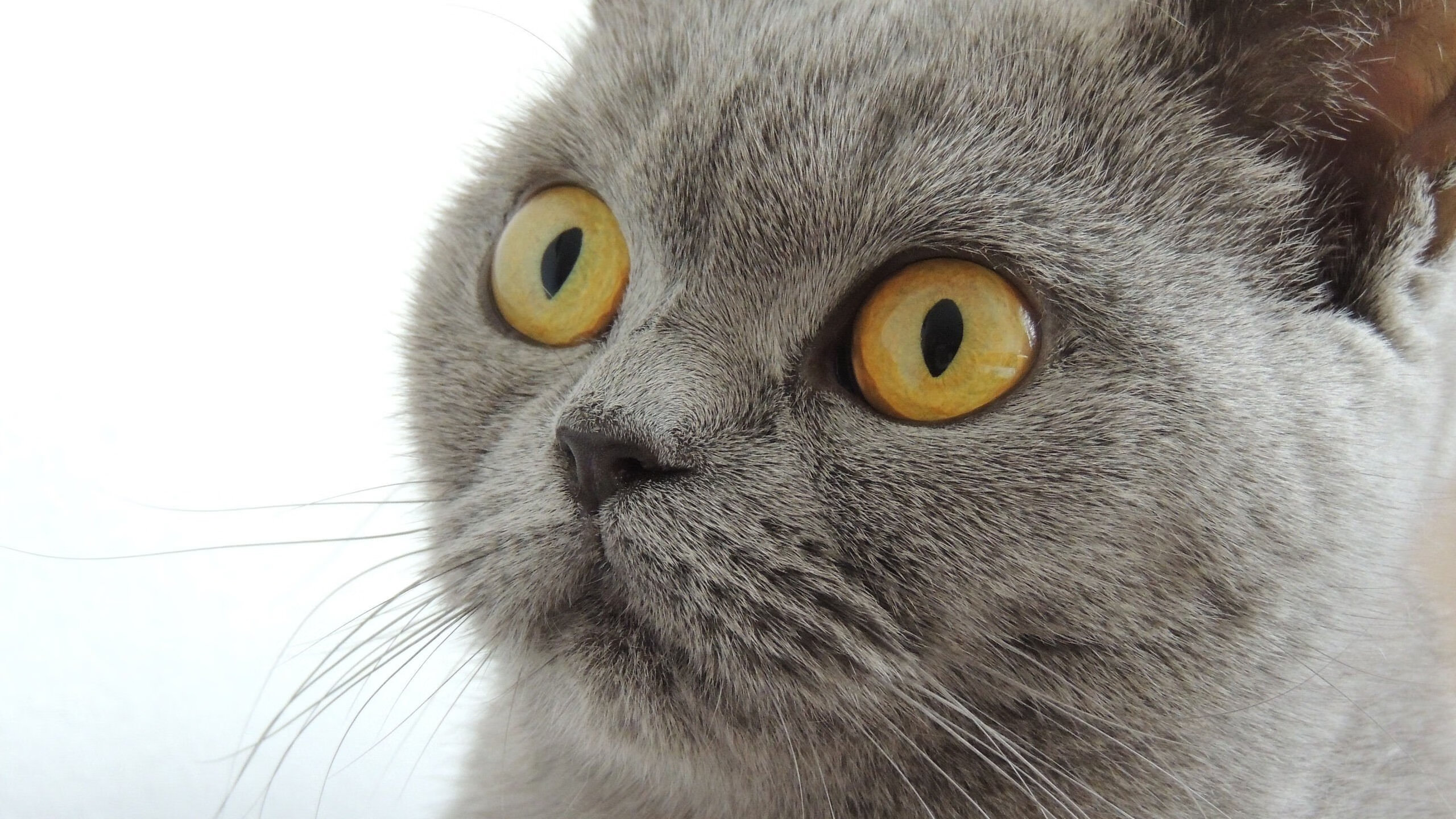 摩纳哥硬仗力克芬兰,阿劳霍数据全面爆炸成制胜关键